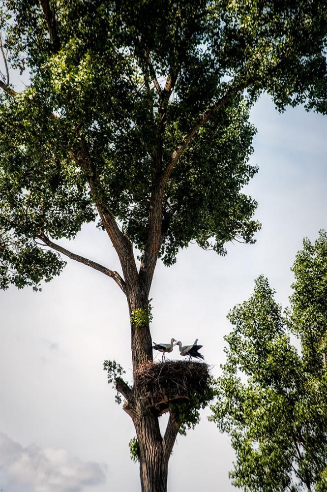 Storks mating in Okinczyce.