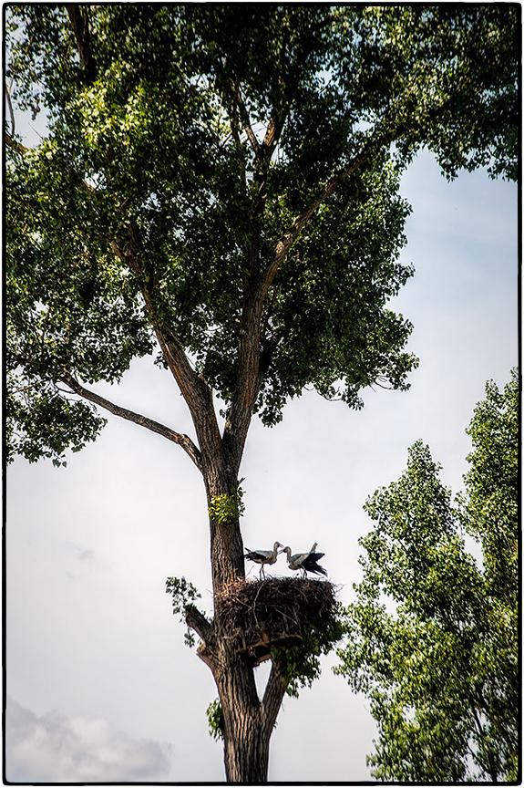 Storks in nest
