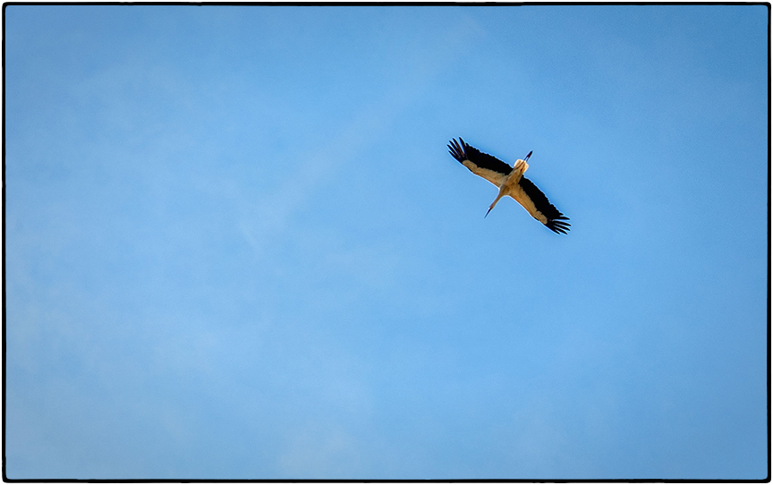 Stork in flight